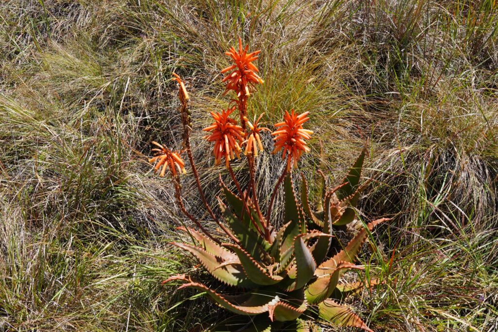 Flora aloe vera