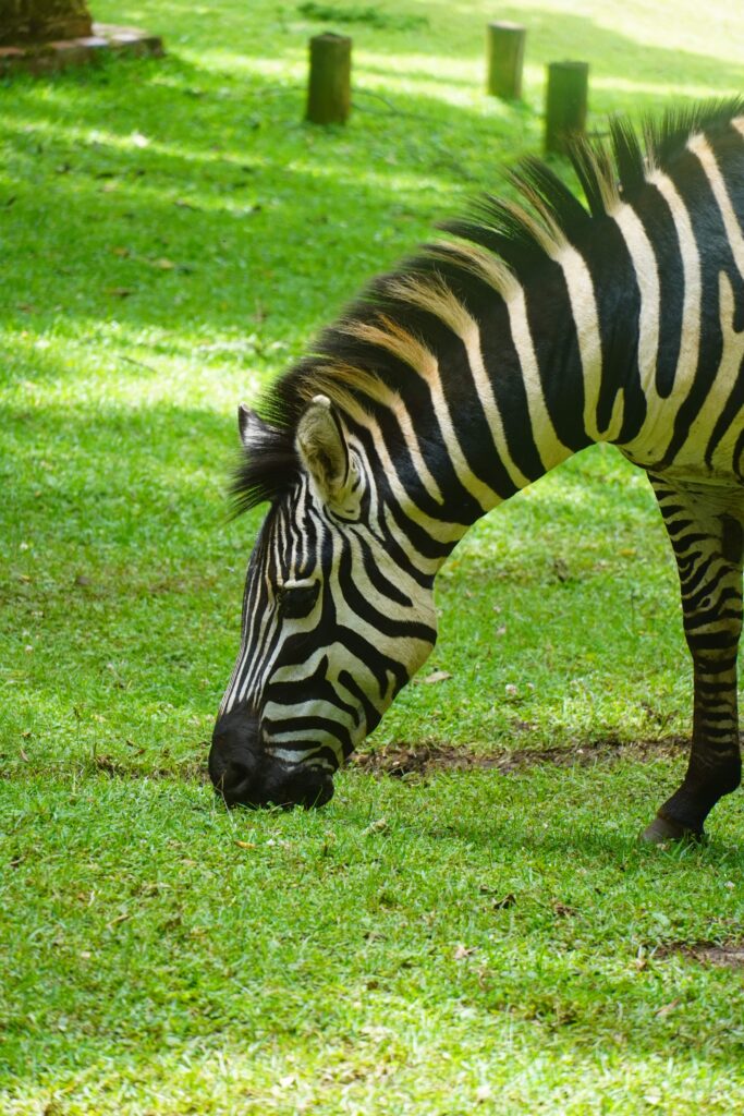 The park dsc00820 min