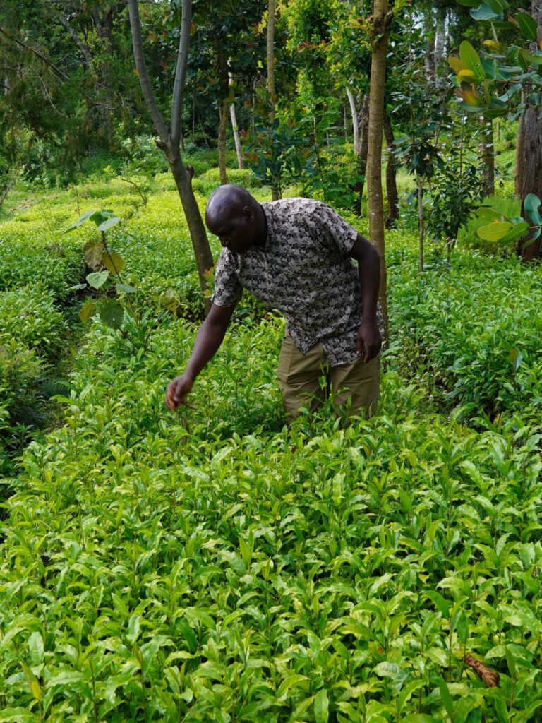 Man checking tree seedlings