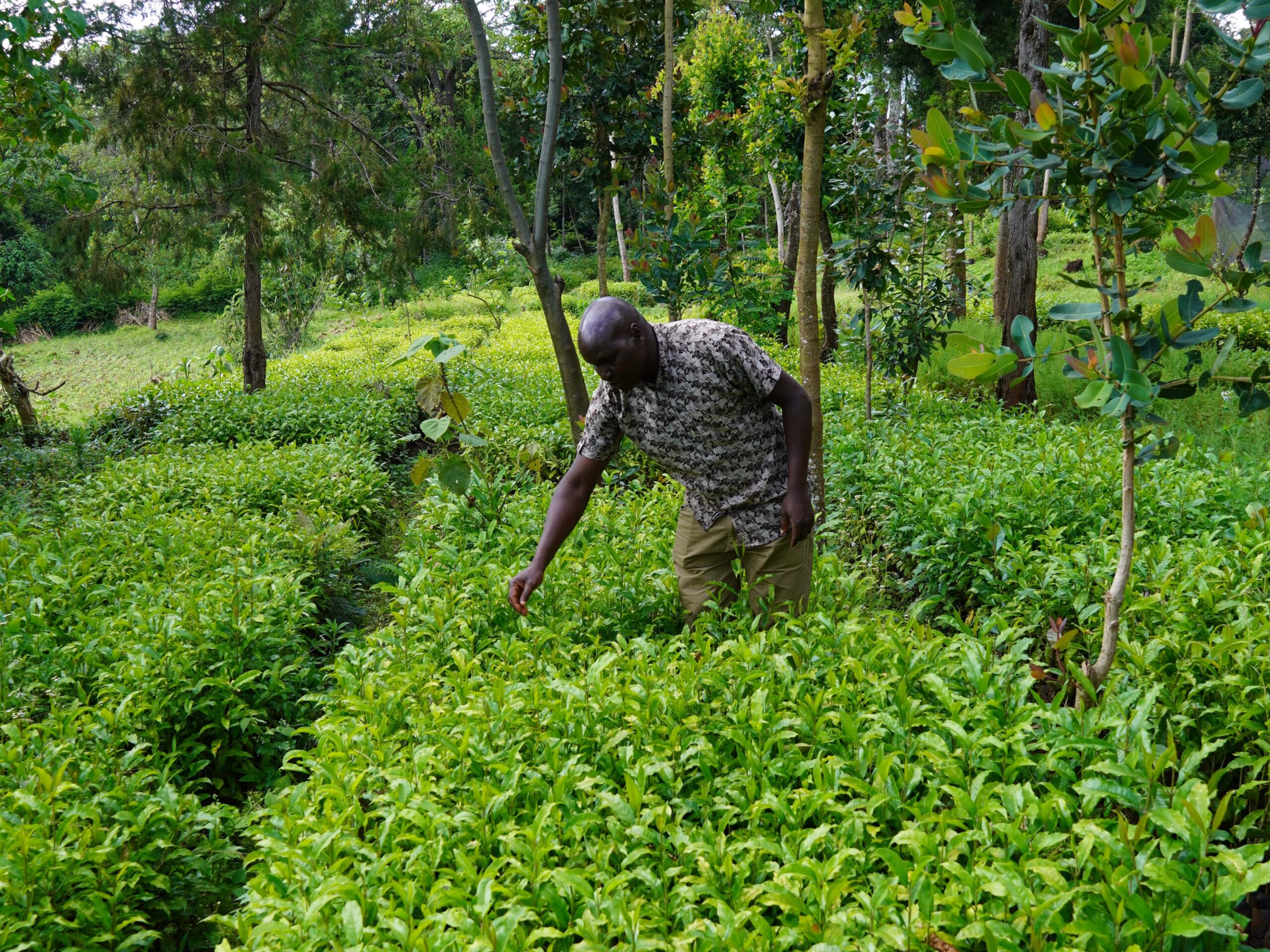 Man caring for tree seedlings in tree nursery