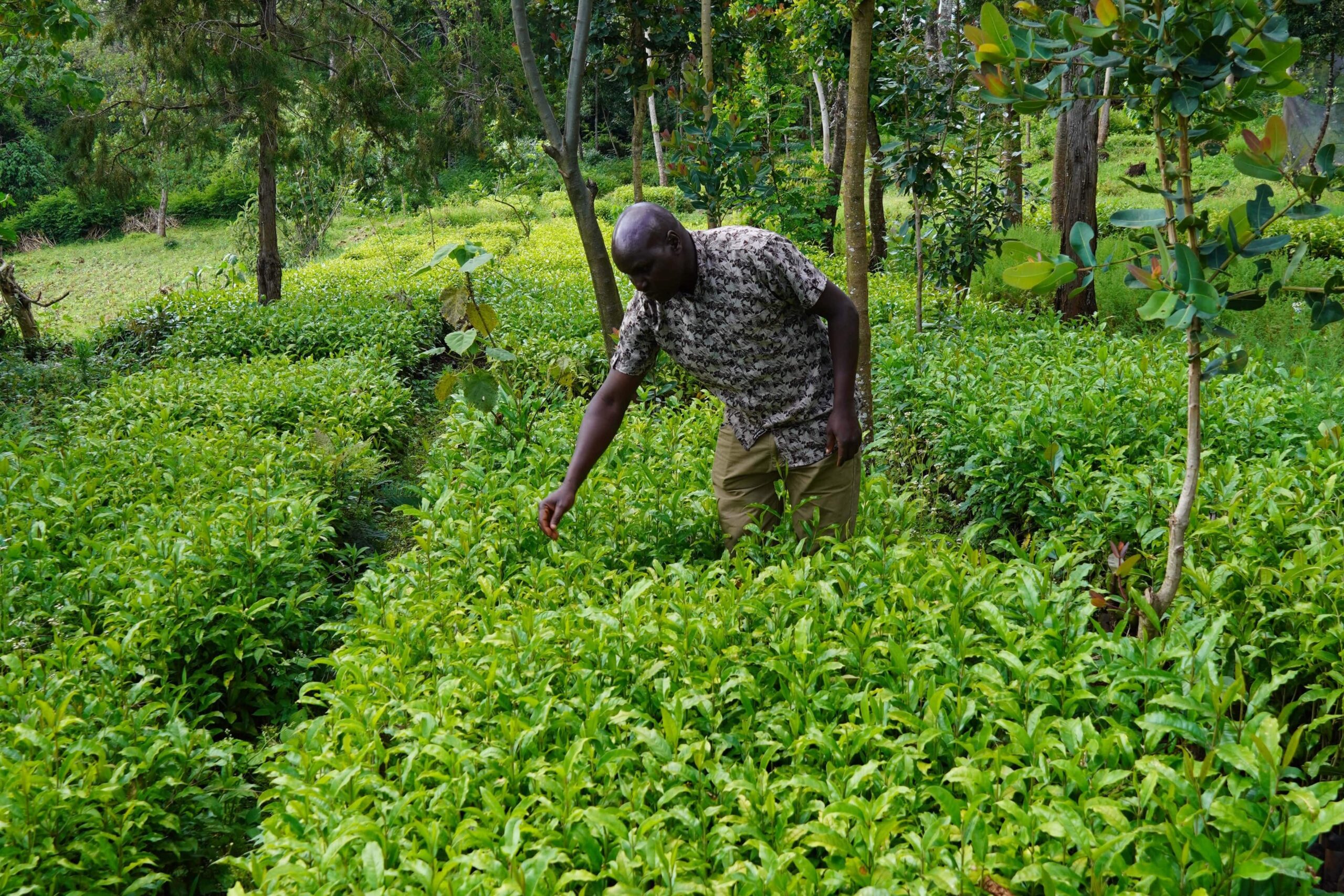 Man caring for trees