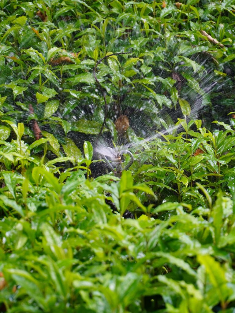 Watering Tree Seedlings