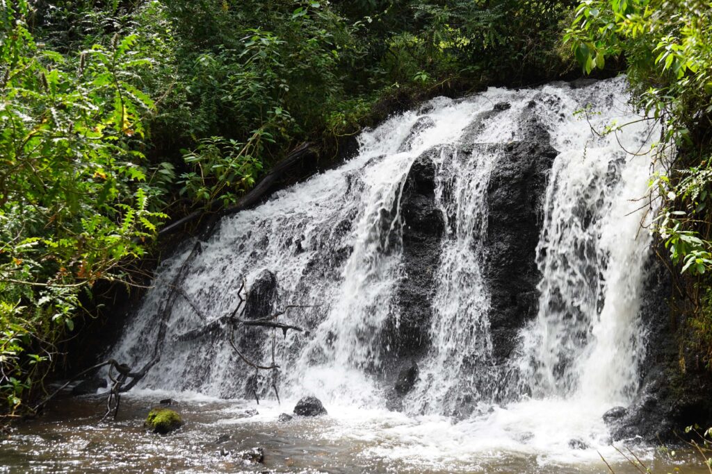Waterfall in forest