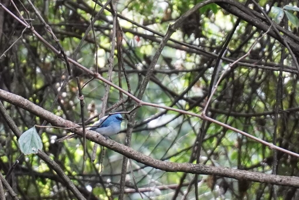 Blue Flycatcher in tree