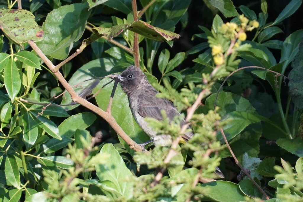 Common bulbul