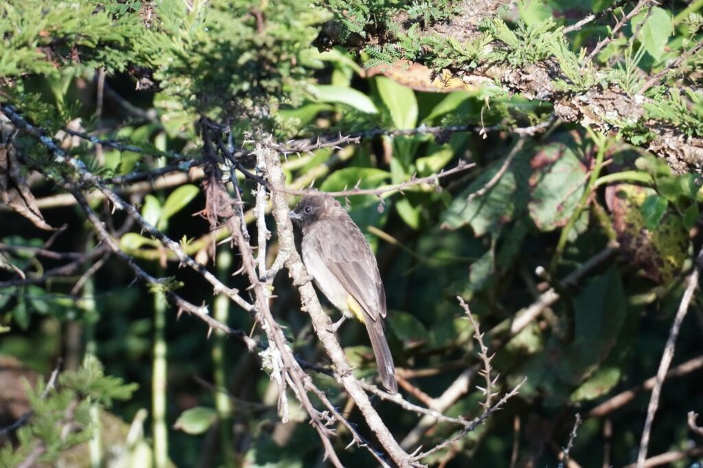 Common bulbul