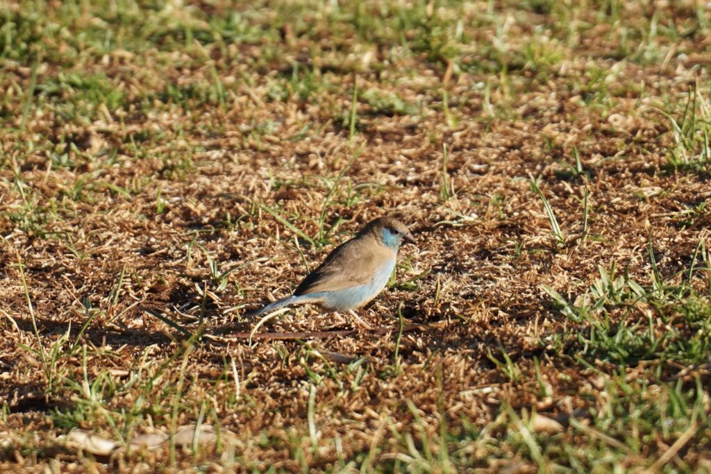 Red-cheeked Cordonbleu