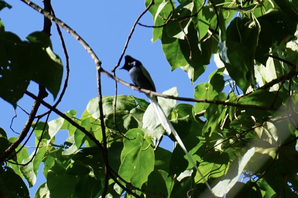 Pin-tailed Whydah