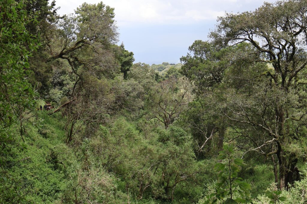 Flora of Mount Elgon