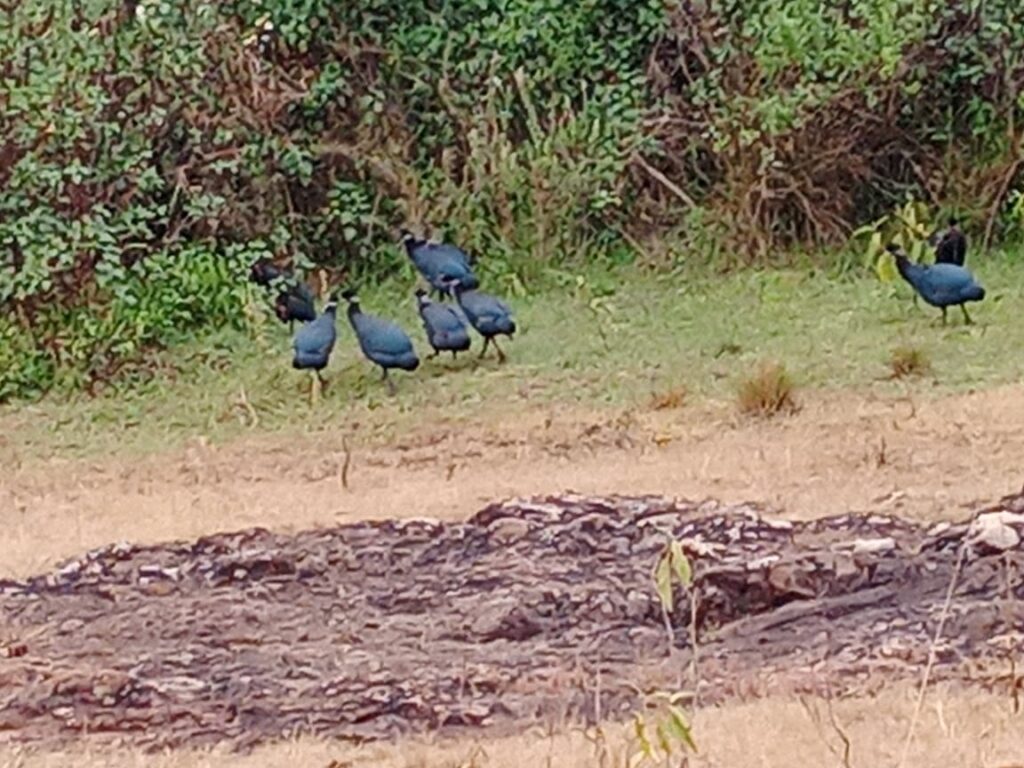 Crested Guineafol