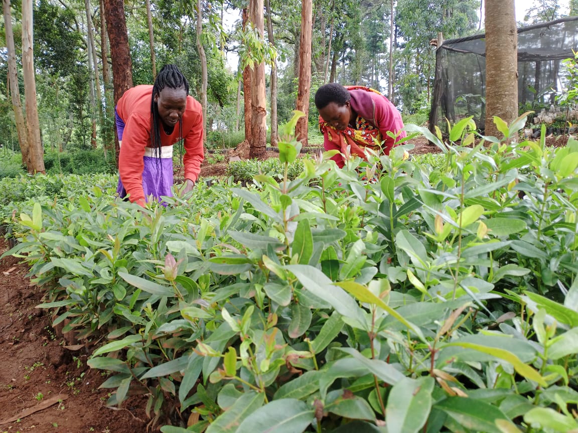 Woman checking tree seedlings