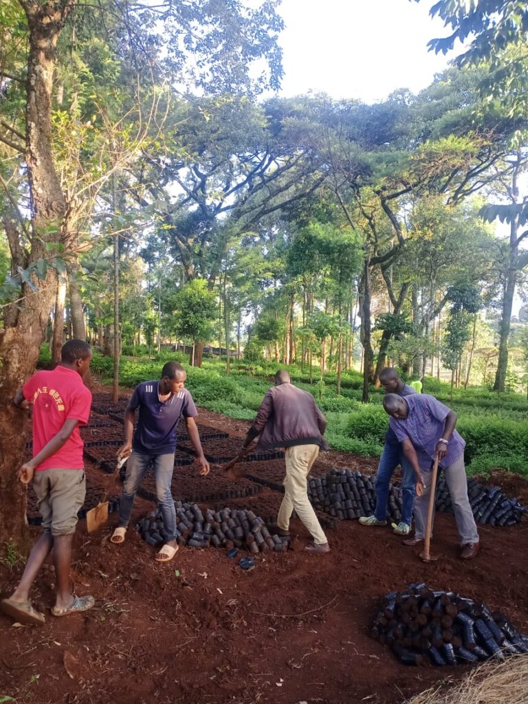 Clearing area for growing trees