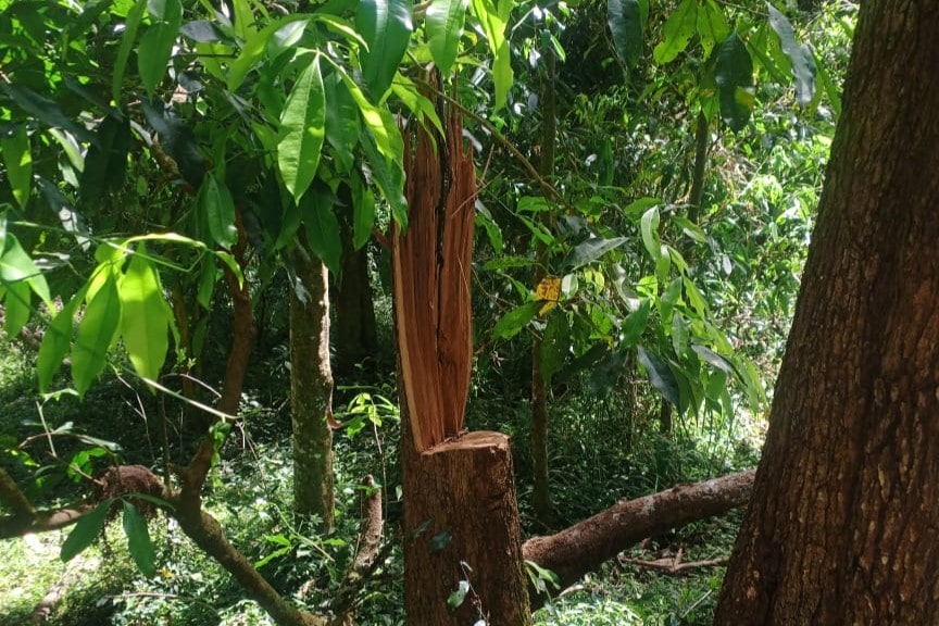 Cut tree because of poaching