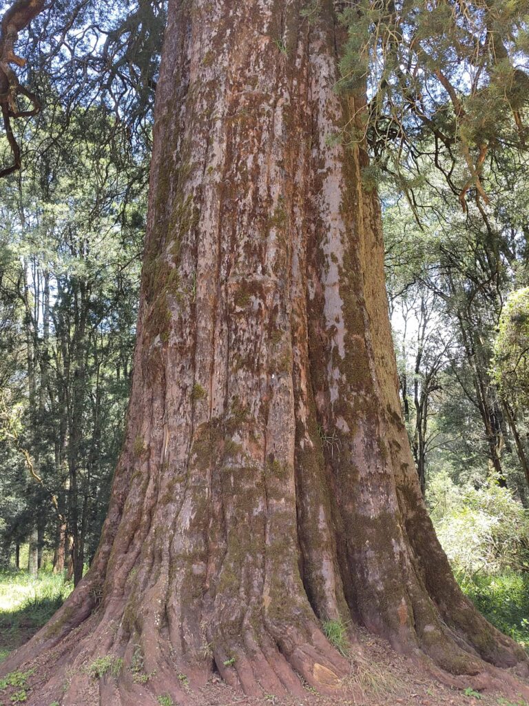 Big tree