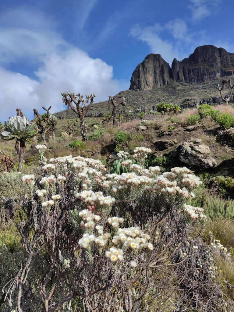 The park img 20251117 084520 min