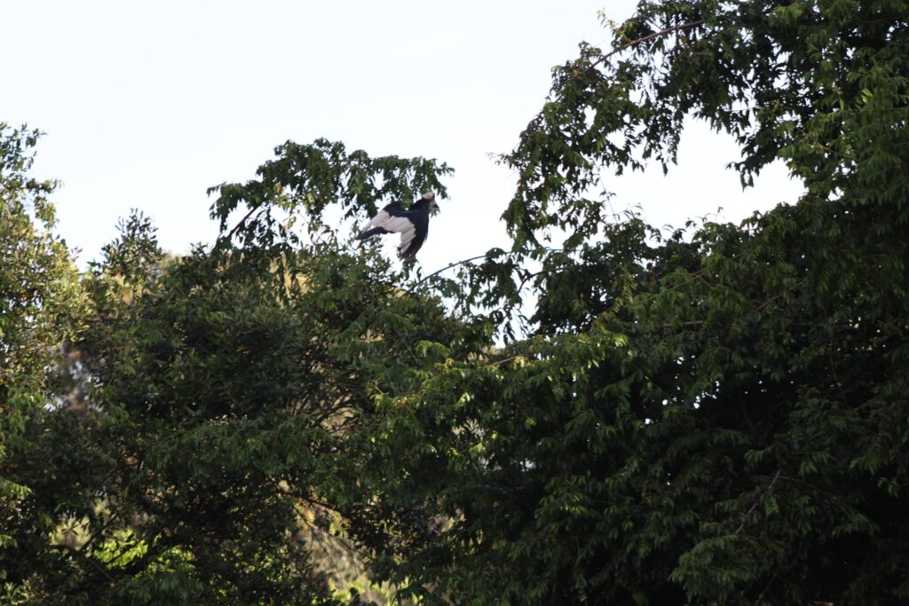 Bird flying through trees