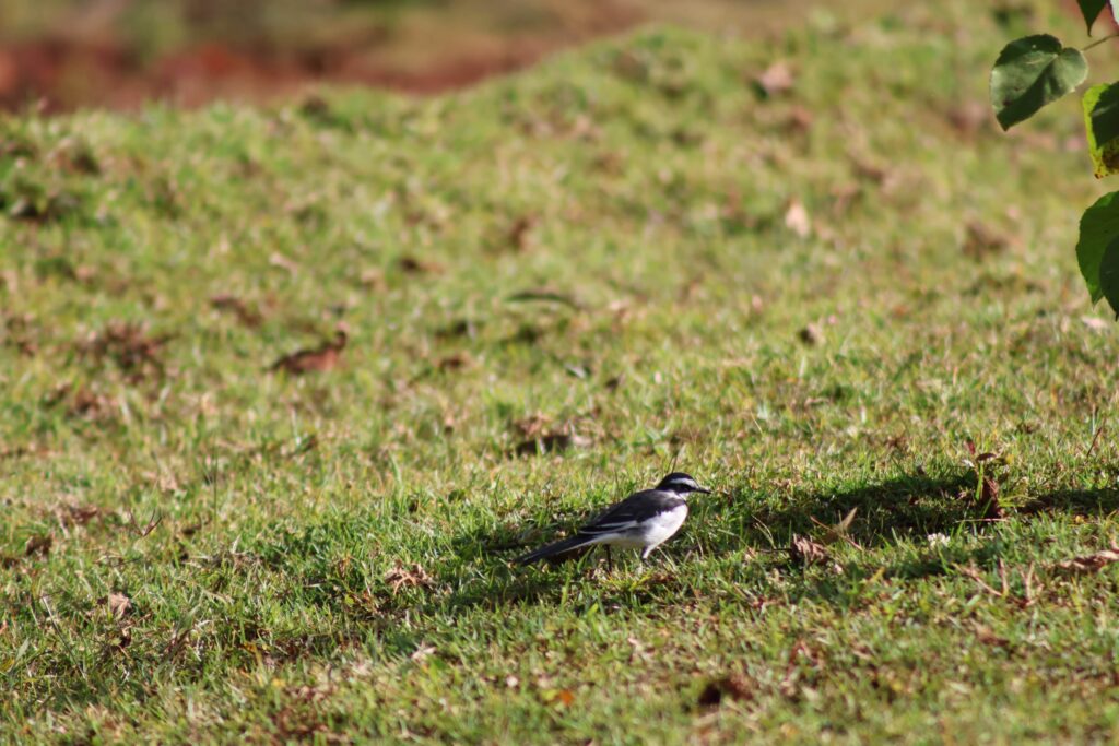 Bird on grass