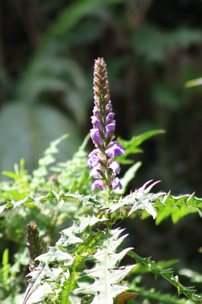 The park Flower of Mount Elgon
