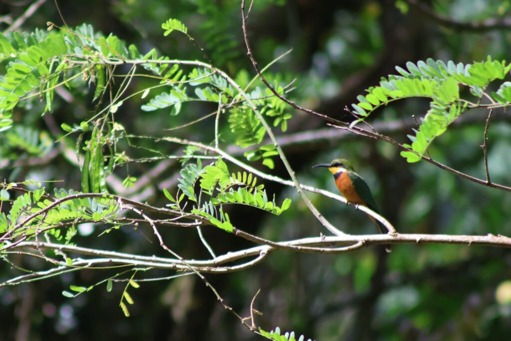 Little Bee eater