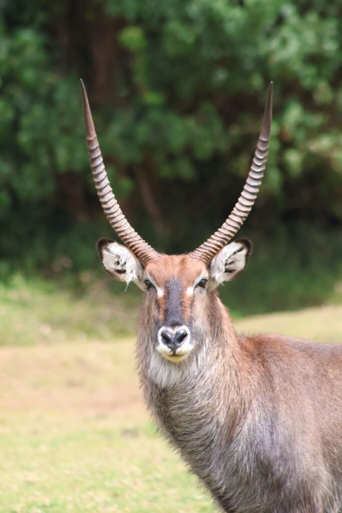 The park Waterbuck