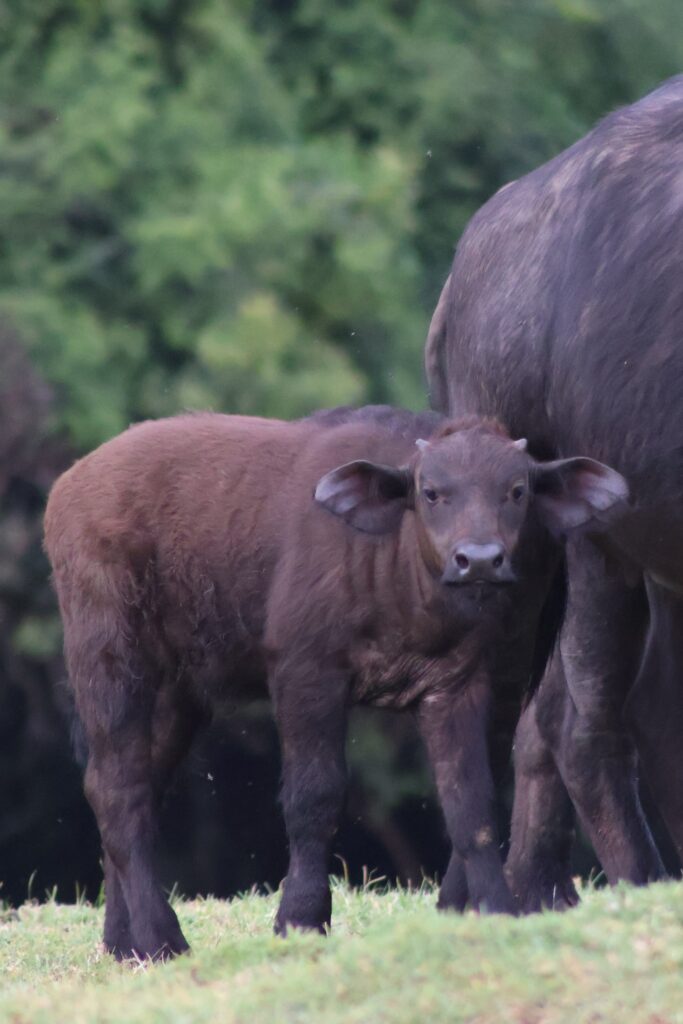 The park Buffalo Calf