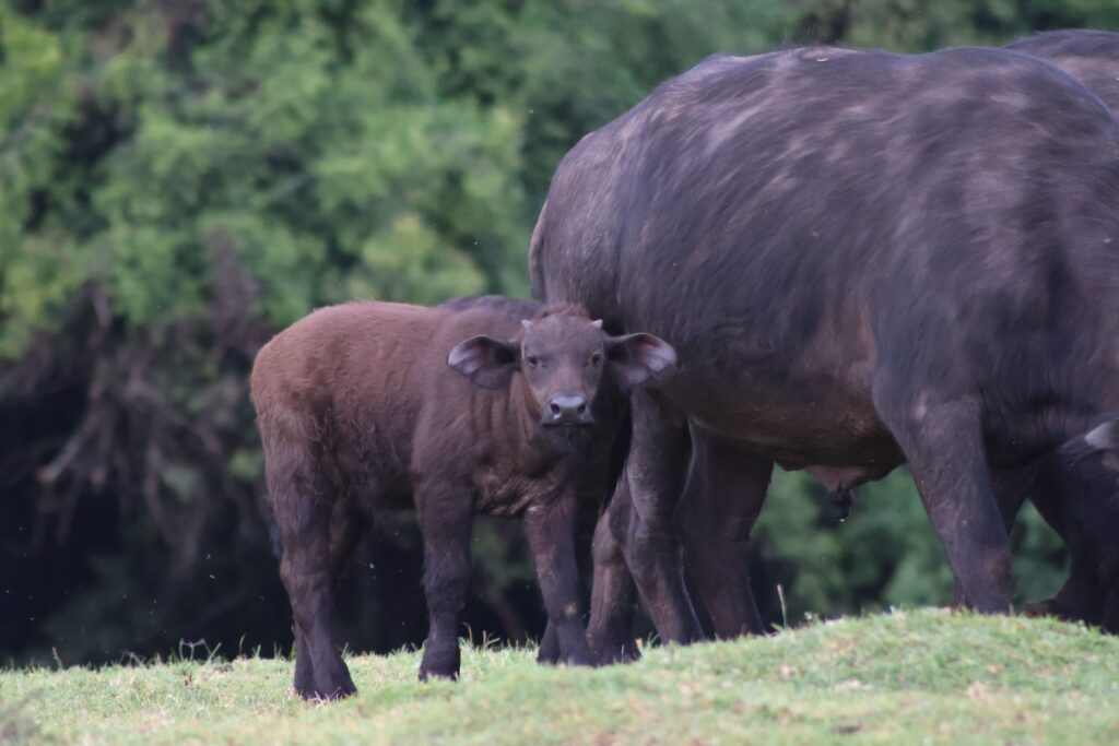 Buffalo calf next to its mother