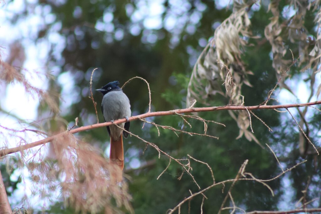 Paradise Flycatcher