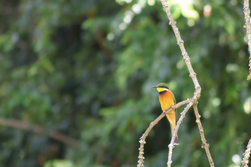 Little Bee eater