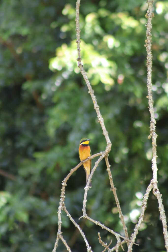 The park Little Bee Eater