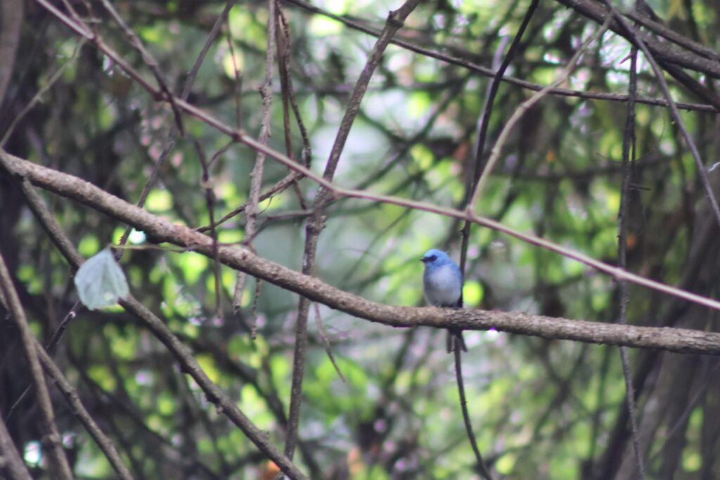 Blue Flycatcher in tree