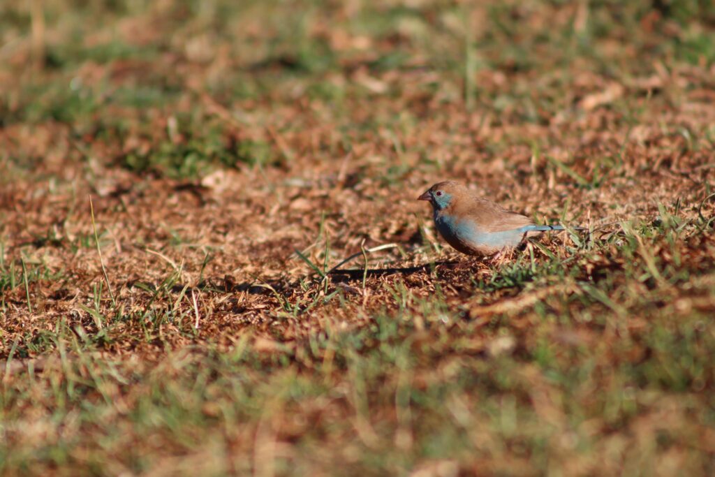Red-cheeked Cordonbleu