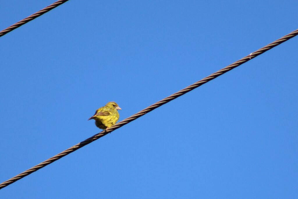 Brimstone Canary