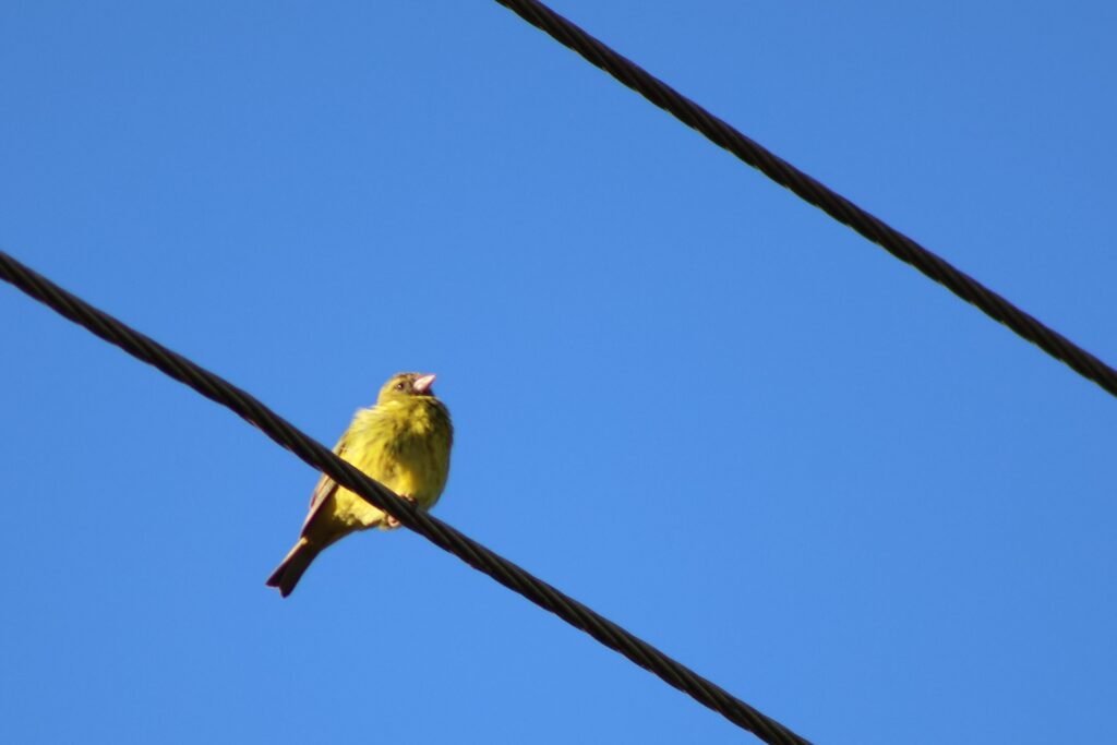 Brimstone Canary