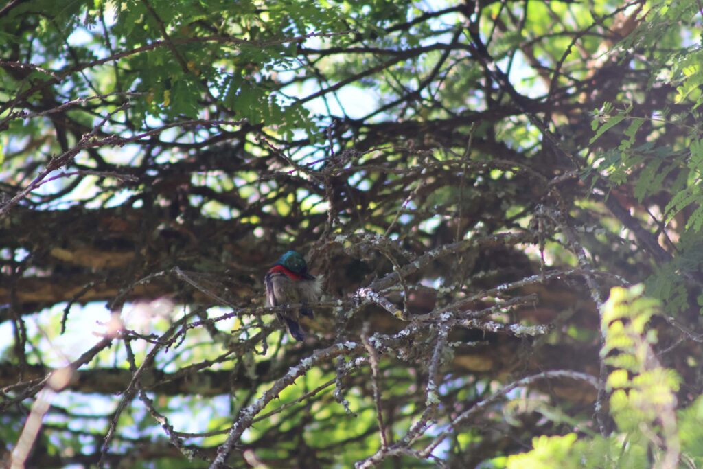 Northern Double-collard Sunbird