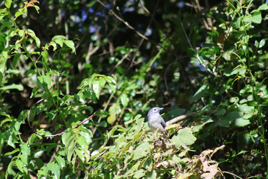 White Eyed Slaty Flycatcher