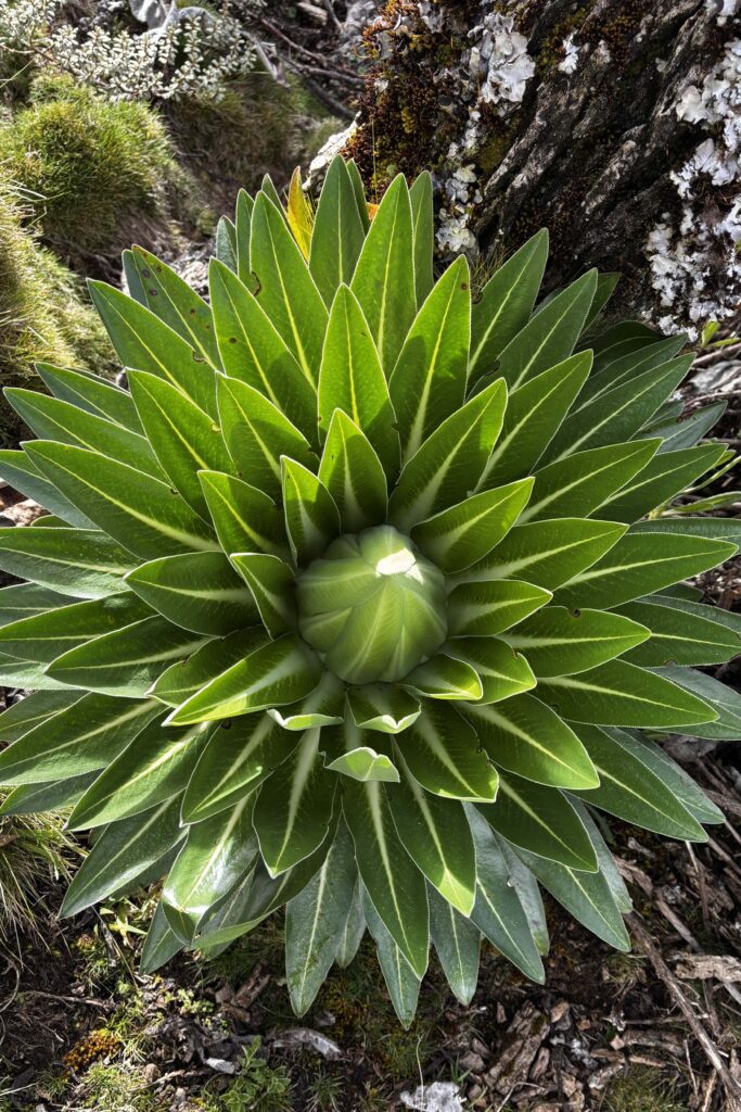 Flora plantlobelia min