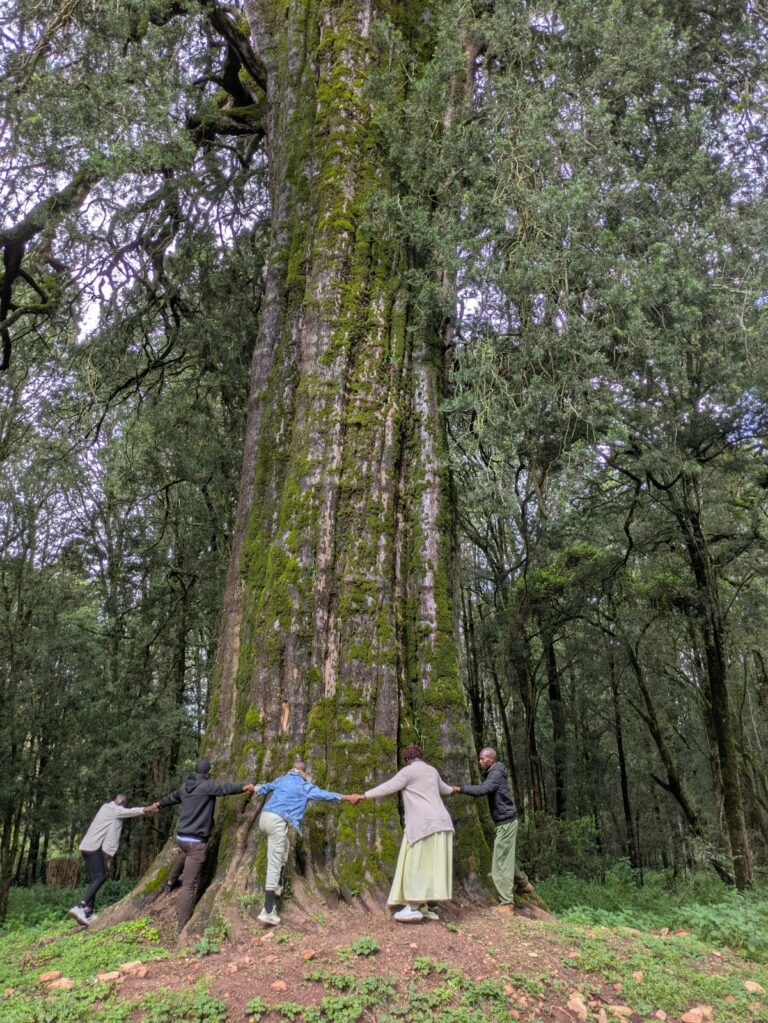 The park People hugging huge tree