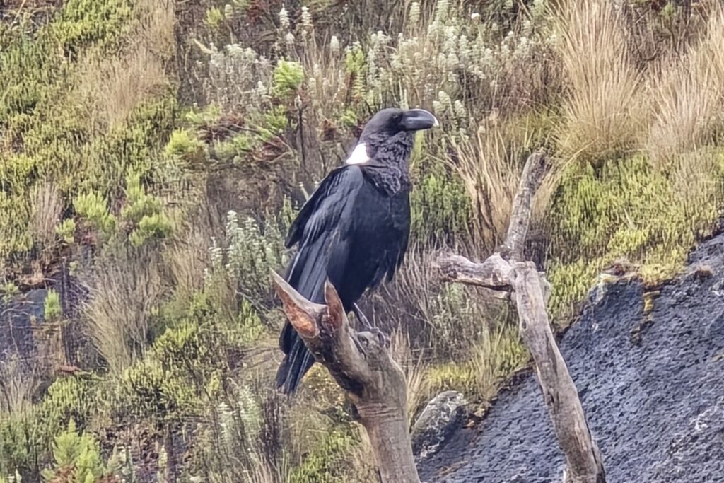 Raven on branch