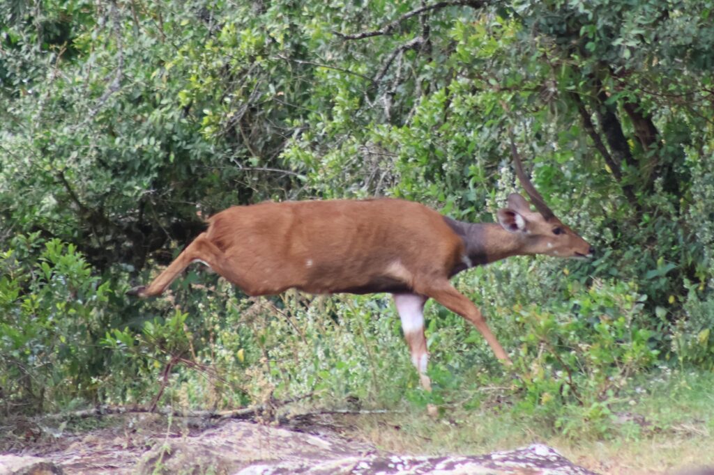 bushbuck5
