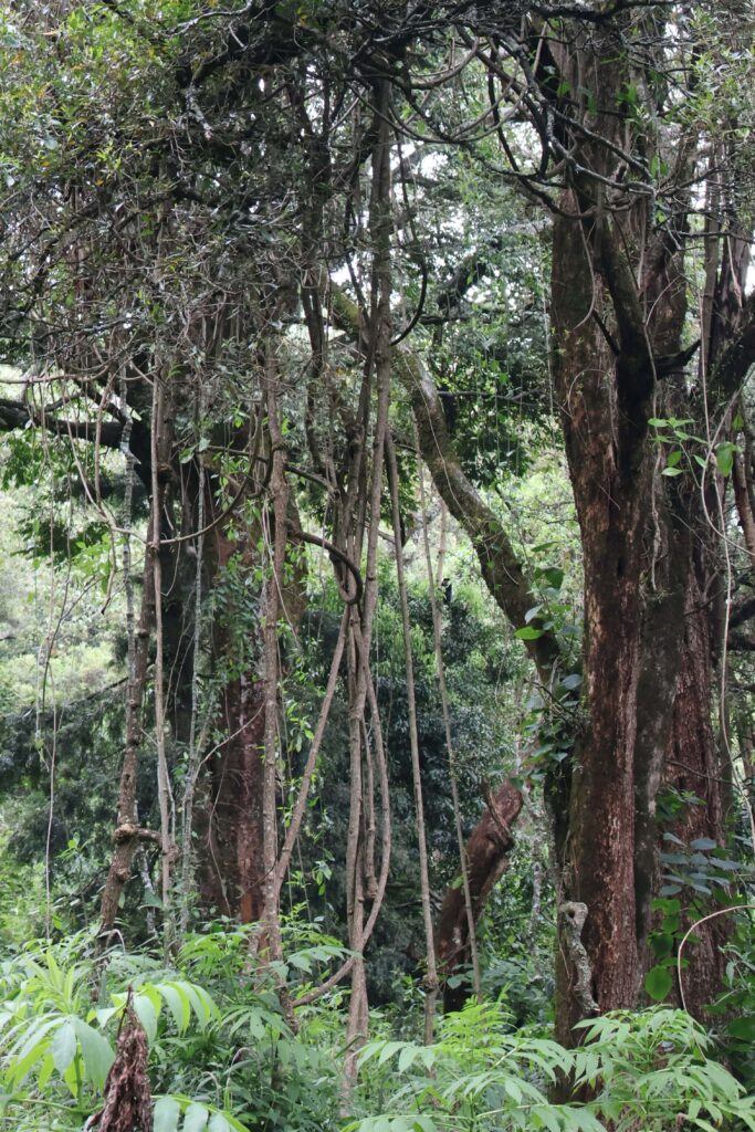 The park flora overview1