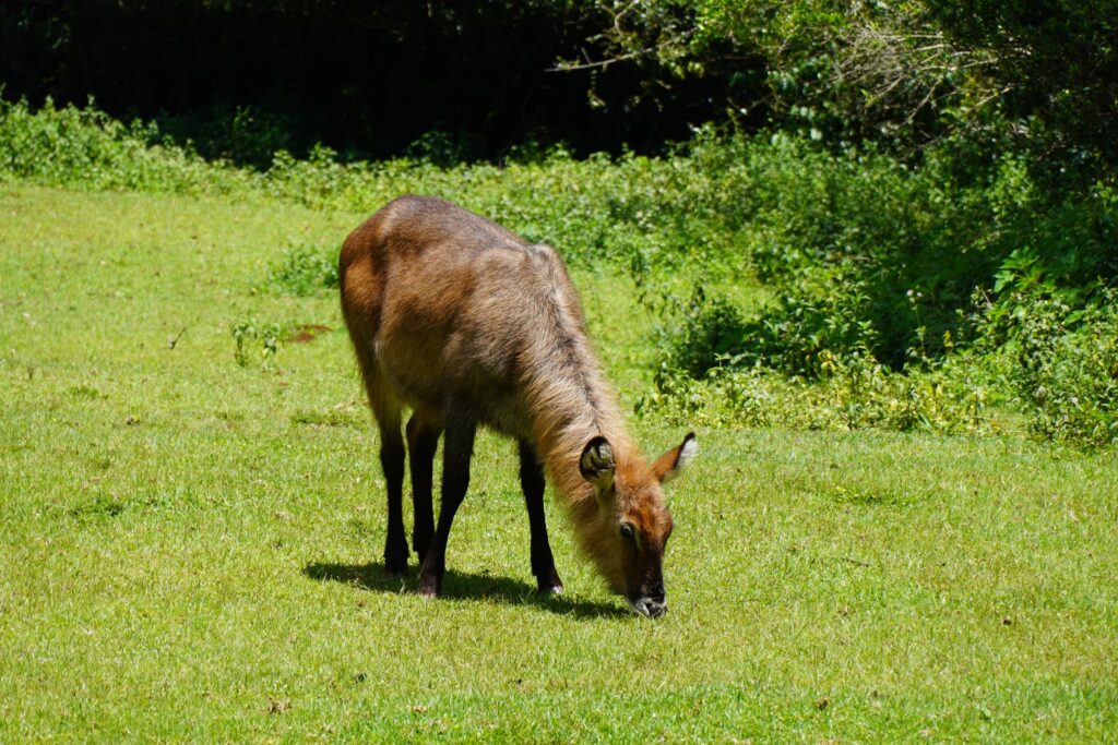 waterbuck