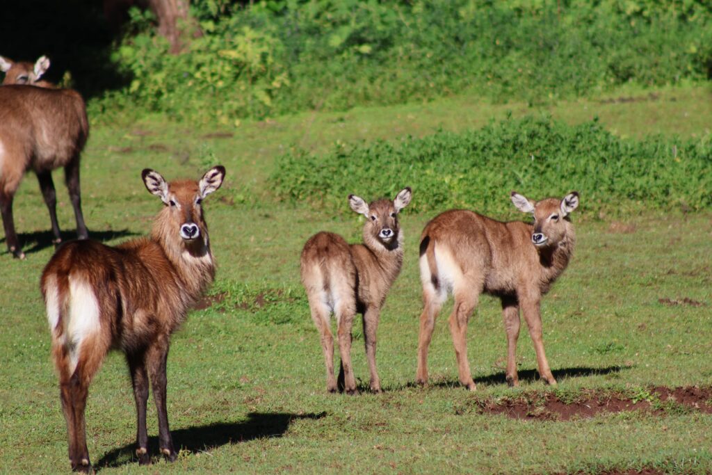 waterbuck