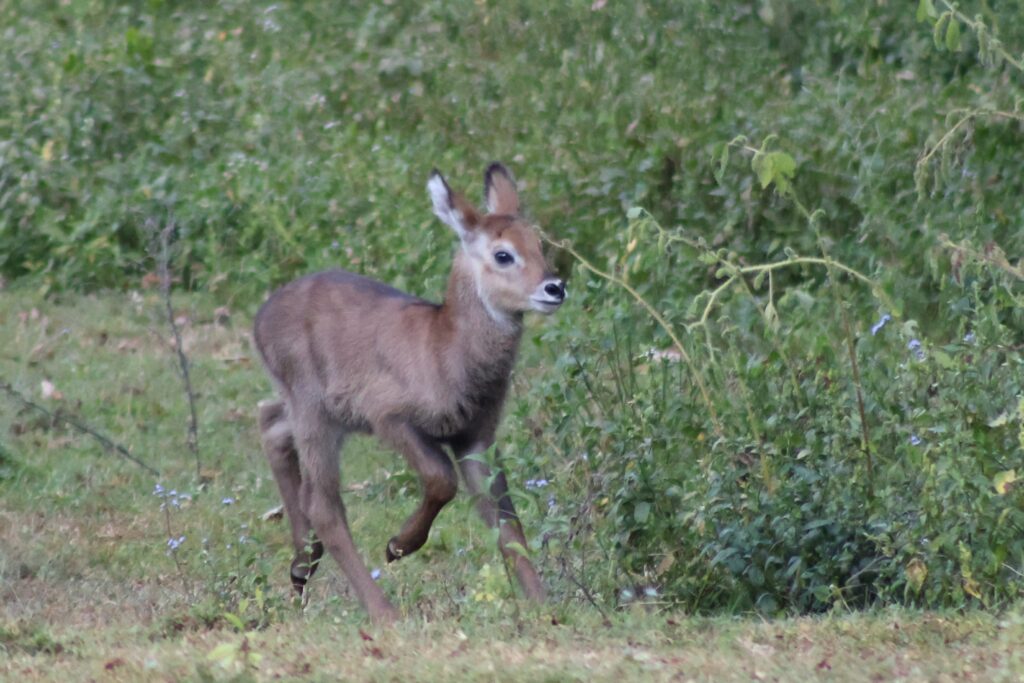 waterbuck