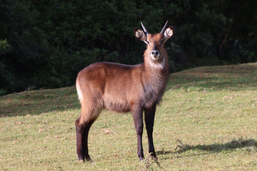 waterbuck