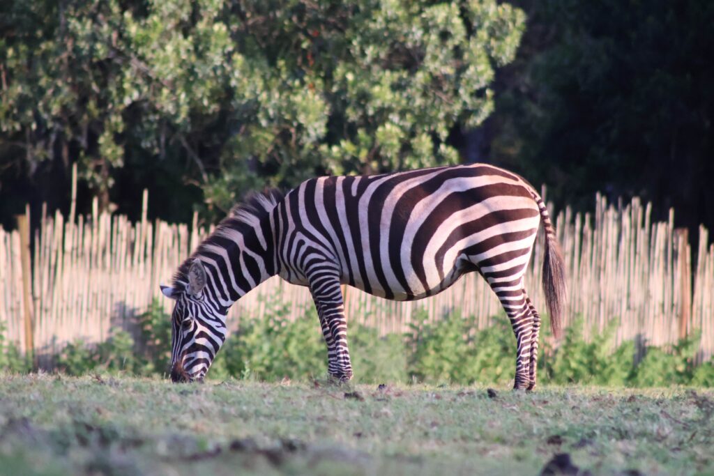 zebra