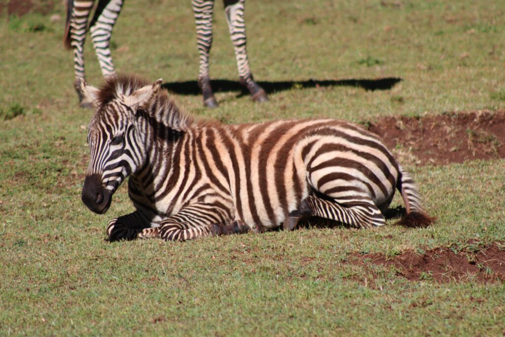 zebra2(1)