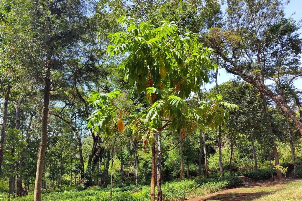 Flora rosewoodpicture1