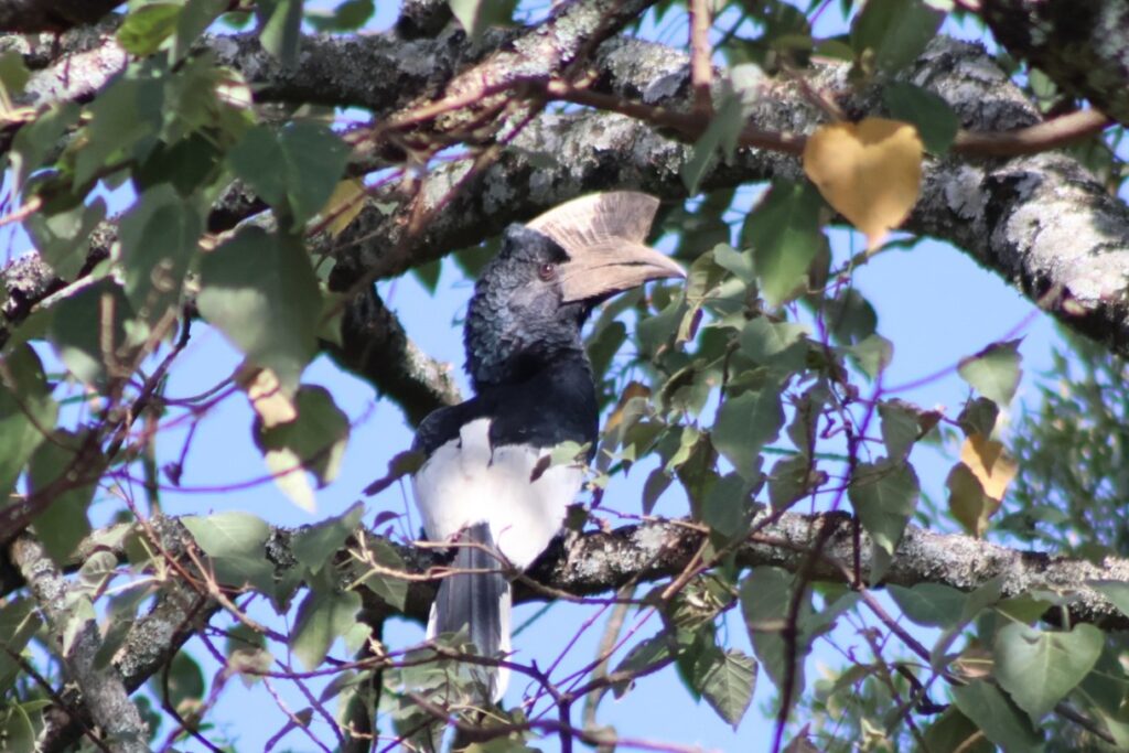 black and white hornbill 2