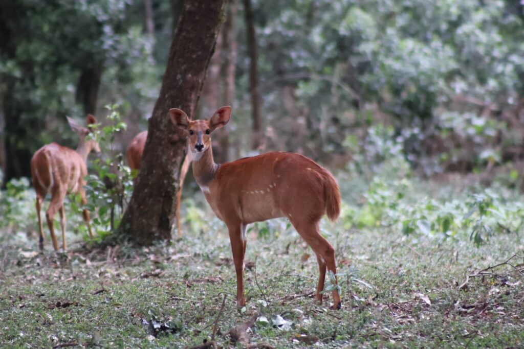 bushbuck6