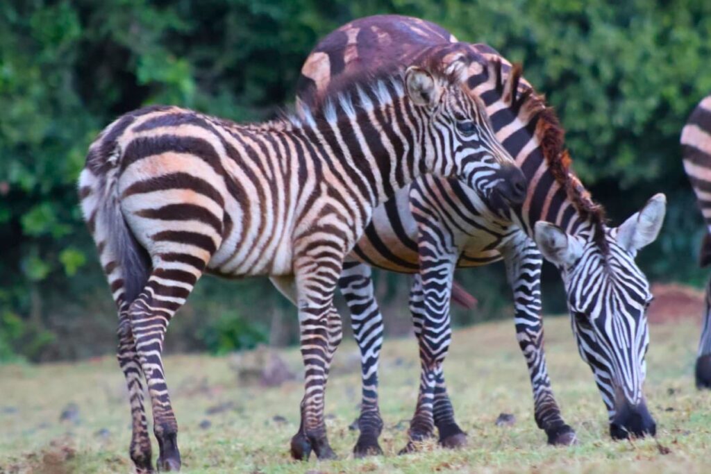 zebra 4